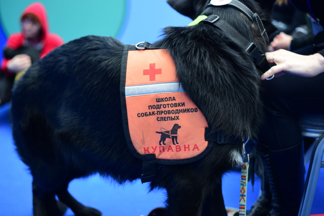 Важную роль собак - проводников обсудили в рамках Национального чемпионата «Абилимпикс»